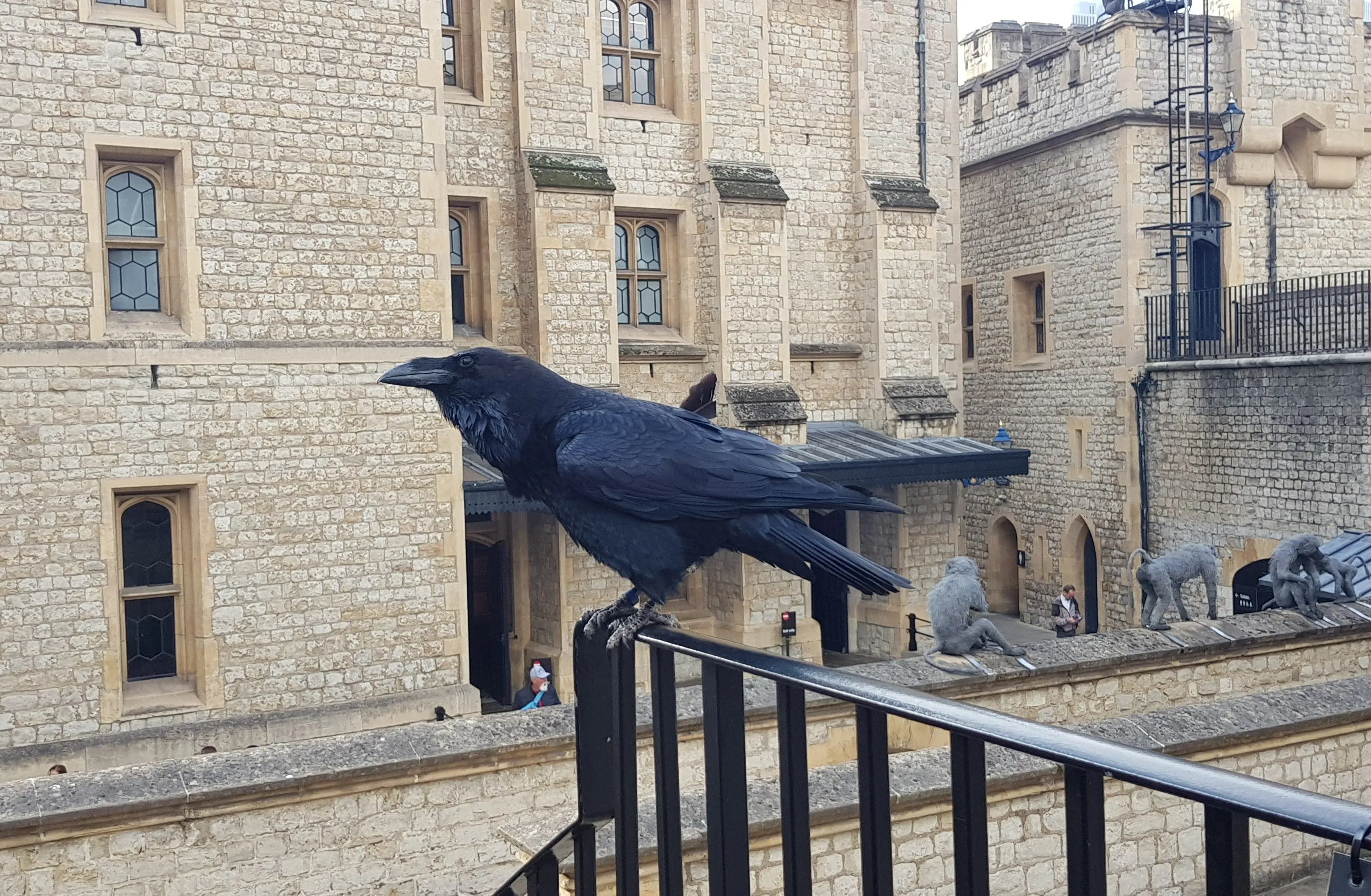 Resident raven perched within the Tower of London grounds